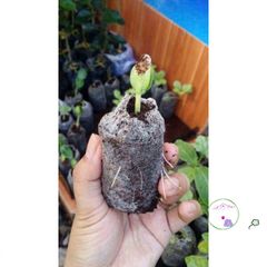 10 Viên Nén Xơ Dừa Giúp Ươm Hạt Giống - Đất Nén Giữ Ẩm Tốt Cho Cây Xanh Tươi Tốt, Phát Triển Nhanh Chóng