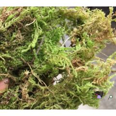 Rêu Rừng Giữ Ẩm 5kg - Nguyên Liệu Tự Nhiên Cho Cây Cảnh, Hoa Lan, Giúp Cây Phát Triển Khỏe Mạnh
