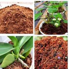 Mùn xơ dừa đã xử lý 1kg - Chất nền hữu cơ cho cây lan, cây cảnh, rau mầm - Giữ ẩm, tăng trưởng rễ, thân thiện môi trường