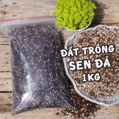 Đất Dinh Dưỡng Trồng Sen Đá & Xương Rồng - Hỗn Hợp Chuyên Dùng Cho Cây BonSai Tại Việt Nam