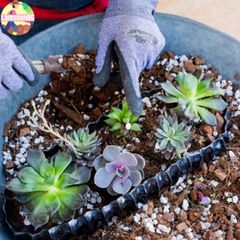 Đất Dinh Dưỡng Trồng Sen Đá & Xương Rồng - Hỗn Hợp Chuyên Dùng Cho Cây BonSai Tại Việt Nam