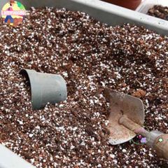 Đất Dinh Dưỡng Trồng Sen Đá & Xương Rồng - Hỗn Hợp Chuyên Dùng Cho Cây BonSai Tại Việt Nam