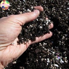 Đất Dinh Dưỡng Trồng Sen Đá & Xương Rồng - Hỗn Hợp Chuyên Dùng Cho Cây BonSai Tại Việt Nam