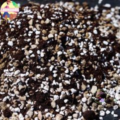 Đất Dinh Dưỡng Trồng Sen Đá & Xương Rồng - Hỗn Hợp Chuyên Dùng Cho Cây BonSai Tại Việt Nam