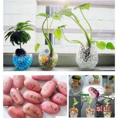 Hạt Giống Biến Hình Đa Năng - Lập Kế Hoạch Cắm Hoa, Tiểu Cảnh, Cây Bonsai Thú Vị Dễ Dàng Tự Làm Tại Nhà