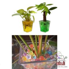Hạt Giống Biến Hình Đa Năng - Lập Kế Hoạch Cắm Hoa, Tiểu Cảnh, Cây Bonsai Thú Vị Dễ Dàng Tự Làm Tại Nhà