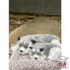 Bộ Đôi Thú Bông Cún Xám Bố Con - Khử Mùi Lõi Than Hoạt Tính Cho Xe Hơi, Mẫu Chó Sói Đáng Yêu, Phụ Kiện Trang Trí Thú Vị