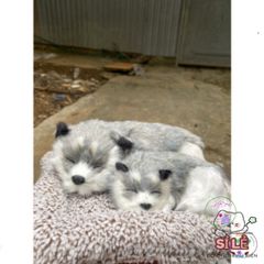 Bộ Đôi Thú Bông Cún Xám Bố Con - Khử Mùi Lõi Than Hoạt Tính Cho Xe Hơi, Mẫu Chó Sói Đáng Yêu, Phụ Kiện Trang Trí Thú Vị