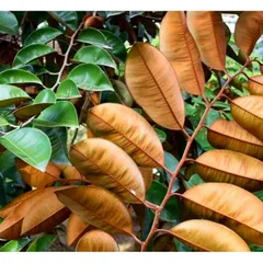 Lá Vú Sữa Tươi 1kg - Dược Liệu Thiên Nhiên Tươi Nguyên Chất, Hái Mới Đặt, Giao Hàng Nhanh Chóng
