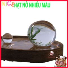 Gói 3 Viên Hạt Nở Khổng Lồ - Tinh Thể 6-8mm Chưa Nở, Nở Cao Đến 5cm - Đồ Chơi Sáng Tạo Cho Trẻ Em, Trang Trí Nhà Cửa Thú Vị
