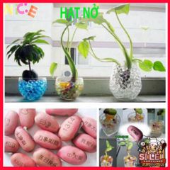 Hạt Nở Trang Trí Sáng Tạo - DIY Slime Vui Nhộn Cho Hoa, Bonsai, Tiểu Cảnh - Trang Trí Không Gian Sống Màu Sắc
