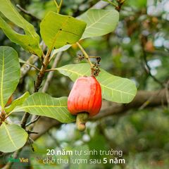 Hạt Điều Tươi Tách Vỏ Noom - Hạt Dinh Dưỡng Thơm Ngon, Vị Béo Ngọt Đặc Trưng, 300g và 1kg, Quà Tặng Tự Nhiên Hữu Cơ
