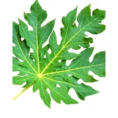 Lá Đu Đủ Tươi 1kg - Mới Hái, Đảm Bảo Tươi Nguyên, Giao Hàng Hỏa Tốc - Thực Phẩm Tự Nhiên Chất Lượng Cao