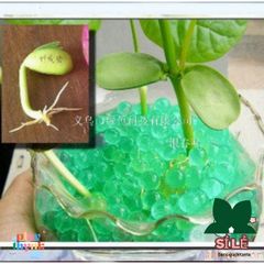 Gói Hạt Nở Thủy Sinh 10.000 Viên ARB39 - Đồ Chơi Trang Trí Cây Cảnh Đẹp, An Toàn Cho Trẻ Em
