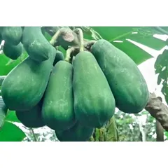 Đu Đủ Xanh Thái Lát Sấy Khô 1kg - Hàng Tự Nhiên 100%, Dưa Món Ngon Miệng, Đặc Sản Quê nhà