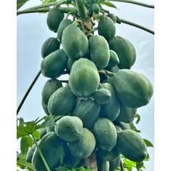 Đu Đủ Xanh Thái Lát Sấy Khô 1kg - Hàng Tự Nhiên 100%, Dưa Món Ngon Miệng, Đặc Sản Quê nhà