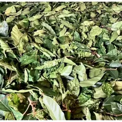 Lá Và Trái Cây Khô Dược Liệu 1kg - Lá Sung, Lá Ổi, Đu Đủ Sấy, Bưởi, Xoài - Hàng Mới 100% Giao Tận Nơi
