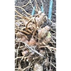 Củ Riềng Gió 1kg - Gừng Gió Hỗ Trợ Tiêu Hóa, Chống Viêm, Gia Vị Tự Nhiên Chất Lượng Cao