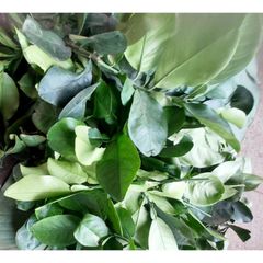 Lá Bưởi Tươi 1kg - Giao Hàng Hỏa Tốc, Đảm Bảo Tươi Nguyên, Lựa Chọn Hoàn Hảo Cho Món Ăn Truyền Thống Việt Nam