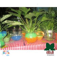 Hạt Tinh Thể Trồng Cây - Gói 200-220 Hạt Trân Châu Pha Lê Chăm Sóc Cây, Tạo Không Gian Sống Xanh Thoáng Mát, Dinh Dưỡng Tự Nhiên