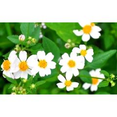 Cây Xuyến Chi Tươi 1kg - Thực Phẩm Chống Oxy Hóa, Hỗ Trợ Sức Khỏe và Ngăn Ngừa Huyết Áp Cao
