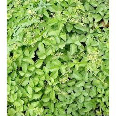 Dây Giác Tươi 2kg - Thực Phẩm Dược Liệu Tươi Sống Đặt Hàng Mới Hái, Giao Hàng Hỏa Tốc, Đảm Bảo Không Héo