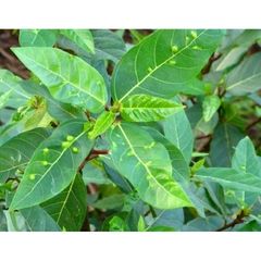 Lá Sung Tươi 1kg - Dược Liệu Tươi Nguyên Chất, Giao Hỏa Tốc Đảm Bảo Không Héo - Hàng Đặt Mới Hái