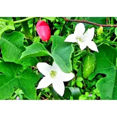Bình Bát Dây Tươi 1kg - Hái Theo Đặt Hàng, Giữ Nguyên Tình Trạng Tươi Sống, Thực Phẩm An Toàn, Vận Chuyển Hỏa Tốc