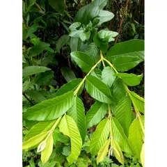 Lá ổi Tươi 1kg - Hỗ Trợ Tiêu Hóa, Cải Thiện Sức Khỏe Tim Mạch và Làm Đẹp Da - Hái Mới Từ Vườn
