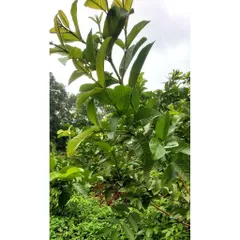 Lá ổi Tươi 1kg - Hỗ Trợ Tiêu Hóa, Cải Thiện Sức Khỏe Tim Mạch và Làm Đẹp Da - Hái Mới Từ Vườn