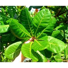 Lá Điều Tươi 1kg (Đào Lộn Hột) - Hàng Mới Hái, Vận Chuyển Hỏa Tốc, Đảm Bảo Tươi Nguyên Chất Cho Bữa Ăn Tươi Ngon