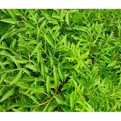 Lá Đinh Lăng Tươi 1kg - Hái Theo Đặt Hàng, Giao Hỏa Tốc để Giữ Tươi Nguyên Chất, Thực Phẩm Hữu Cơ Chất Lượng Cao