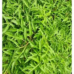 Lá Đinh Lăng Tươi 1kg - Hái Theo Đặt Hàng, Giao Hỏa Tốc để Giữ Tươi Nguyên Chất, Thực Phẩm Hữu Cơ Chất Lượng Cao