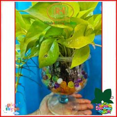 Hạt Tinh Thể Trồng Cây Thủy Sinh 300 Viên - Trang Trí Bình Lọ Thủy Tinh Đẹp Mắt - Duy Trì Cây Cảnh Sống Khỏe