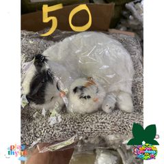 Mèo Bông Trắng Trán Đen Khử Mùi Ô Tô - Thú Bông Đáng Yêu Với Hạt Than Hoạt Tính, Phụ Kiện Trang Trí Xe Hơi 28x20cm