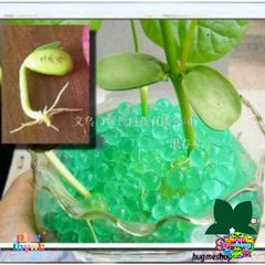 Hạt Nở Thủy Tinh FUI46 - 10.000 Viên Hạt Tinh Thể Siêu Nở Trồng Cây Thủy Sinh, Trang Trí Đẹp Mắt, An Toàn Cho Bé