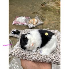 Mèo Đen Phối Trắng Thú Bông Lõi Than Hoạt Tính - Khử Mùi Ô Tô, Phụ Kiện Trang Trí Xe Hơi Dễ Thương cho Trẻ Em
