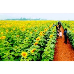 Hạt Giống Hoa Hướng Dương Cao F1 - Dễ Trồng, Nảy Mầm Trên 90%, Hoa Nở Đẹp Vàng Tươi, Phù Hợp Mọi Mùa Vụ