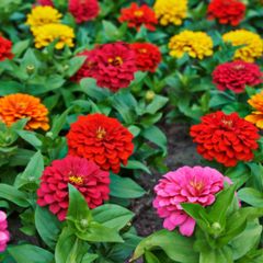 Hạt Giống Hoa Cúc Lá Nhám F1 - Gói 150 Hạt Dễ Trồng, Nở Đẹp kèm Hướng Dẫn Trồng - Quà Tặng Hoàn Hảo cho Làm Vườn