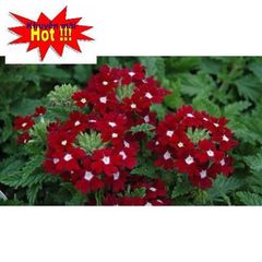 Hạt Giống Hoa Vân Anh - Nở quanh năm, hoa nhiều màu đẹp, tặng kích mầm cho khu vườn thêm sống động