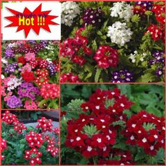 Hạt Giống Hoa Vân Anh - Nở quanh năm, hoa nhiều màu đẹp, tặng kích mầm cho khu vườn thêm sống động