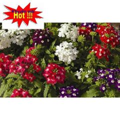 Hạt Giống Hoa Vân Anh - Nở quanh năm, hoa nhiều màu đẹp, tặng kích mầm cho khu vườn thêm sống động