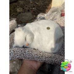 Gấu Bông Mèo Trắng 99% Giống Thật - Lõi Than Hoạt Tính Khử Mùi, Phụ Kiện Trang Trí Ô Tô, Hút Mùi Không Khí Trong Lành