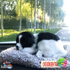 Thú Bông Chó Có Lõi Than Hoạt Tính 99% - Khử Mùi và Lọc Khí Ô Tô, Phụ Kiện Trang Trí Dễ Thương Cho Xe Hơi