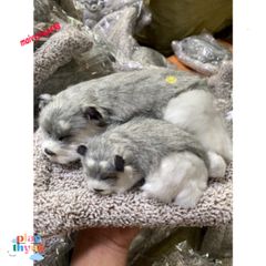Cún Xám Bố Thú Nuôi Bông Giống Thật - Gấu Bông Lõi Than Hoạt Tính Khử Mùi Ô Tô, Phụ Kiện Tô Điểm Xe Hơi