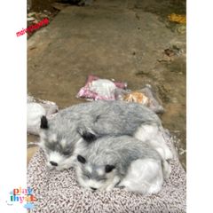 Cún Xám Bố Thú Nuôi Bông Giống Thật - Gấu Bông Lõi Than Hoạt Tính Khử Mùi Ô Tô, Phụ Kiện Tô Điểm Xe Hơi