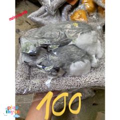 Cún Xám Bố Thú Nuôi Bông Giống Thật - Gấu Bông Lõi Than Hoạt Tính Khử Mùi Ô Tô, Phụ Kiện Tô Điểm Xe Hơi