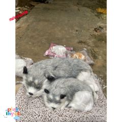 Cún Xám Bố Thú Nuôi Bông Giống Thật - Gấu Bông Lõi Than Hoạt Tính Khử Mùi Ô Tô, Phụ Kiện Tô Điểm Xe Hơi