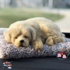 Gấu Bông Chó Mèo Than Hoạt Tính - Phụ Kiện Khử Mùi Ô Tô Đáng Yêu, Lọc Không Khí Trong Lành, Trang Trí Xe Hơi và Không Gian Sống