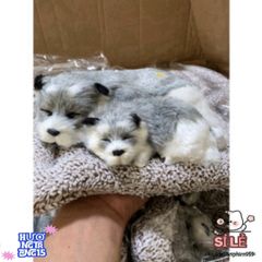 Cún Xám Đôi Bố Con - Gấu Bông Dễ Thương Lọc Không Khí Ô Tô Bằng Than Hoạt Tính, Món Quà Tuyệt Vời Cho Trẻ Nhỏ